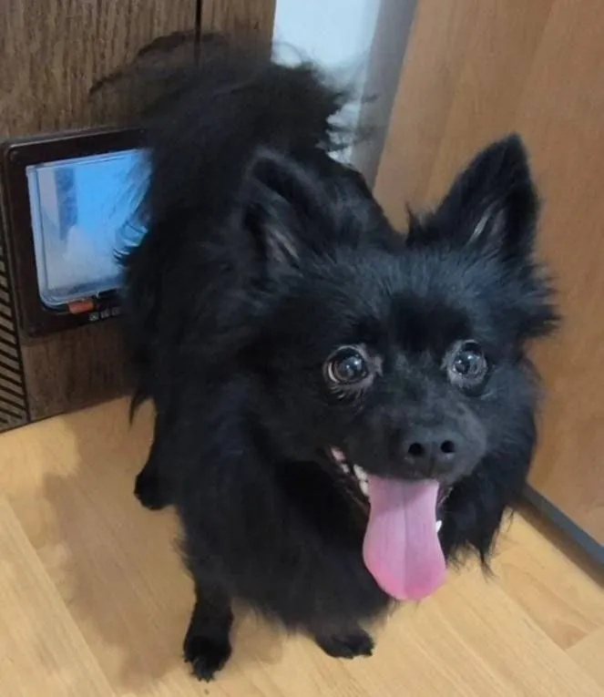 Found dog, шпиц in Balashikha — identification photo, lost & found pet database Pathfinder
