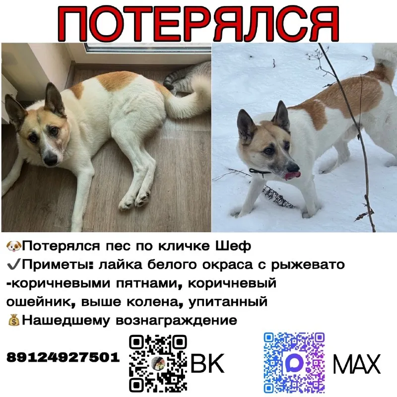 Lost dog in Ust Kurashim — identification photo, lost & found pet database Pathfinder