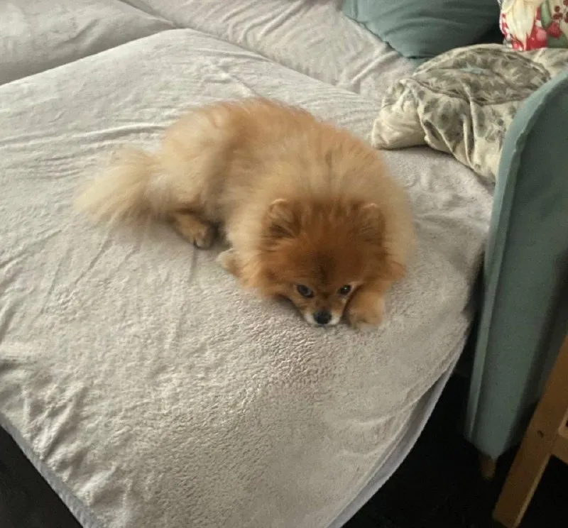 Lost ginger dog, шпиц in Shcherbinka — identification photo, lost & found pet database Pathfinder