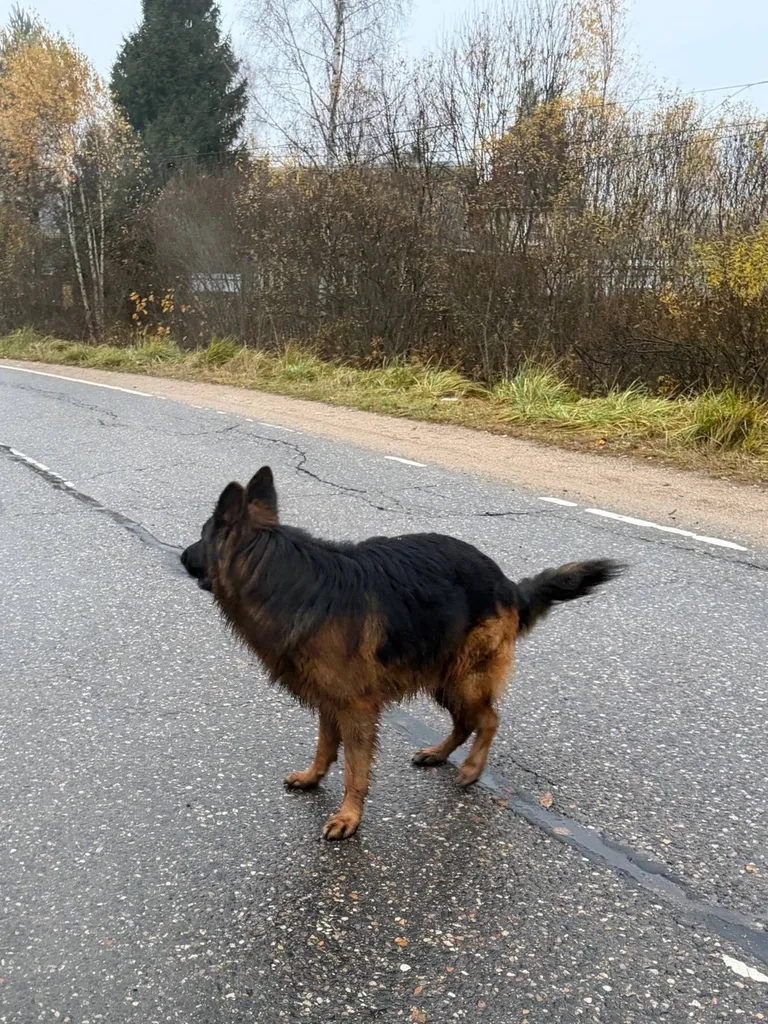 Found dog, овчарка in Podlipki — identification photo, lost & found pet database Pathfinder