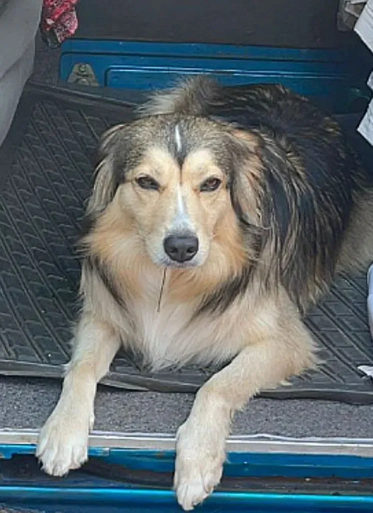 Lost dog, метис in Orekhovo Zuevo — identification photo, lost & found pet database Pathfinder