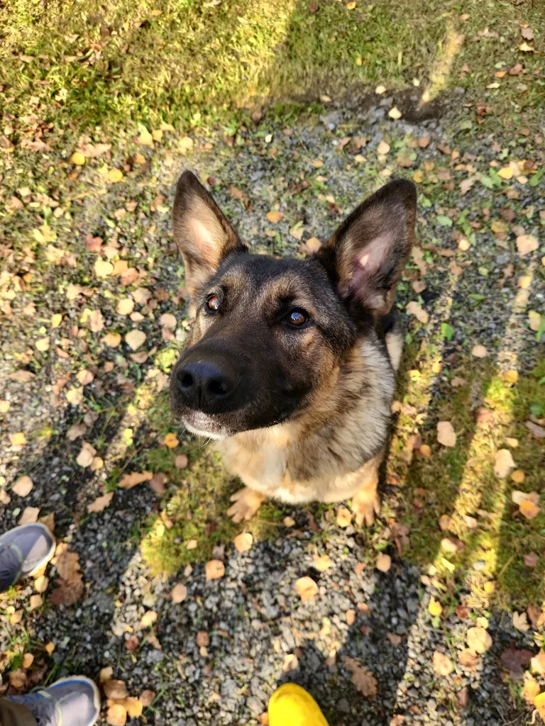 Found dog, немецкая овчарка in Dorokhovo — identification photo, lost & found pet database Pathfinder