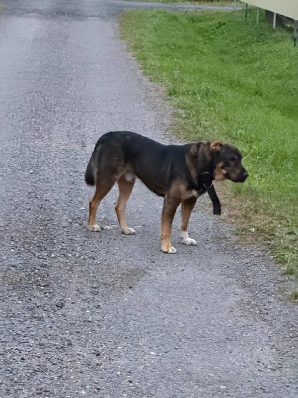 Found brown dog in Biserovo — identification photo, lost & found pet database Pathfinder