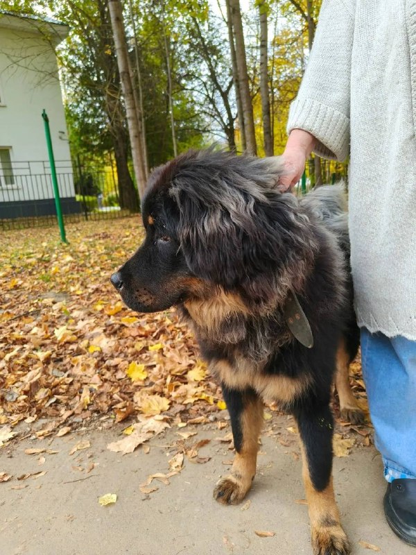 Found brown dog in Staryy Gorodok — identification photo, lost & found pet database Pathfinder