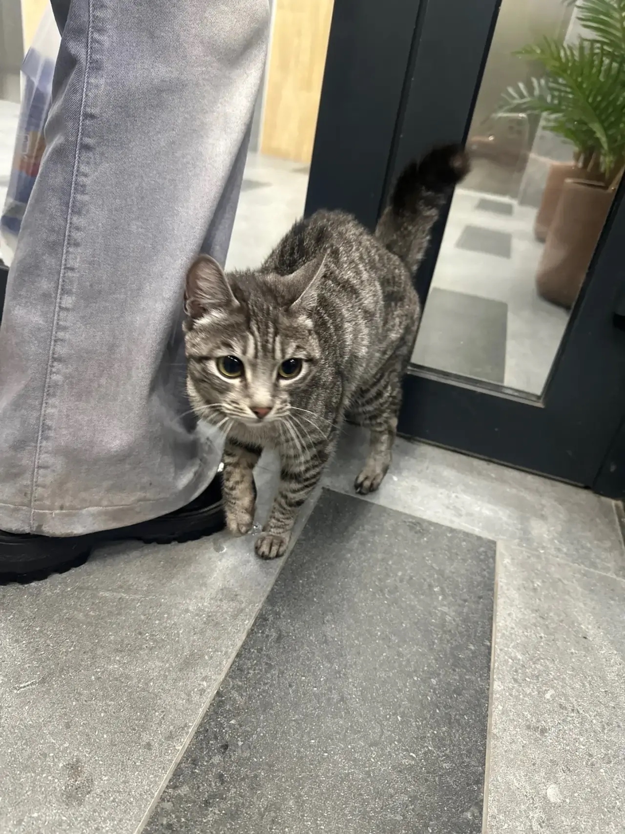 Found gray cat in Novosibirsk — identification photo, lost & found pet database Pathfinder