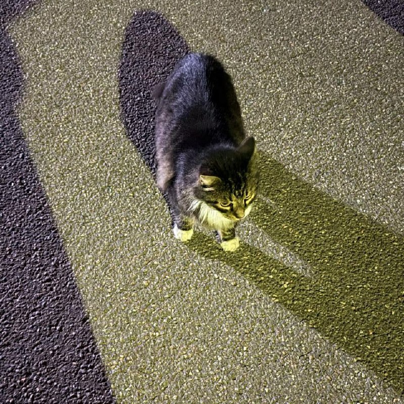 Found white cat in Saint Petersburg — identification photo, lost & found pet database Pathfinder