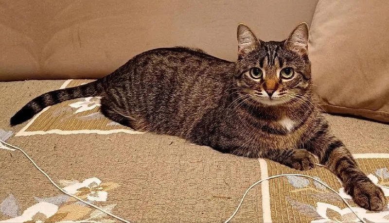Lost brown cat in Kudrovo — identification photo, lost & found pet database Pathfinder