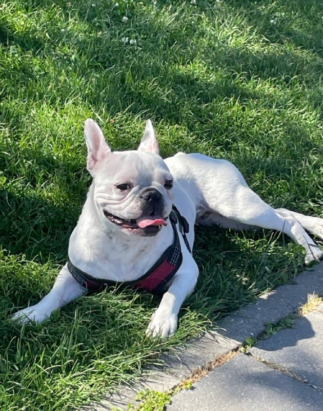 Lost white dog, бостон терьер (французский бульдог) in Gorodishche — identification photo, lost & found pet database Pathfinder
