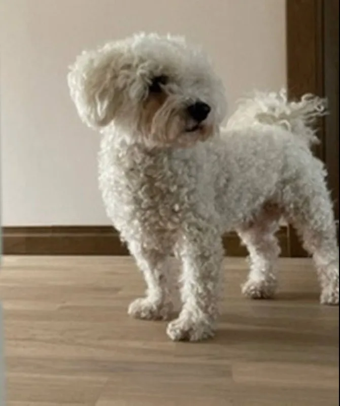 Lost white dog, бишон фризе in Noginsk — identification photo, lost & found pet database Pathfinder