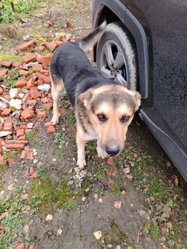 Found fawn dog in Tatishchevo — identification photo, lost & found pet database Pathfinder
