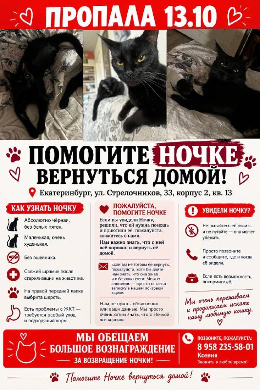 Lost black cat in Yekaterinburg — identification photo, lost & found pet database Pathfinder