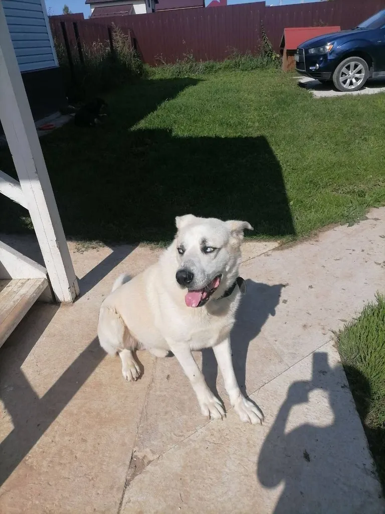 Lost dog, метис in Alekseevka — identification photo, lost & found pet database Pathfinder