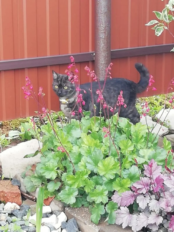 Lost black cat in Novye Lyady — identification photo, lost & found pet database Pathfinder