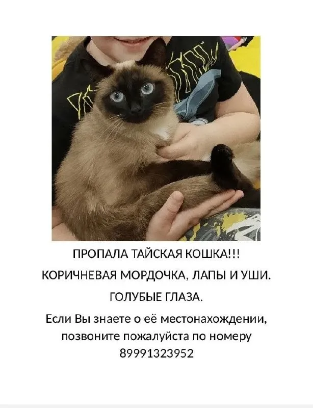 Lost cream dog in Ufa — identification photo, lost & found pet database Pathfinder
