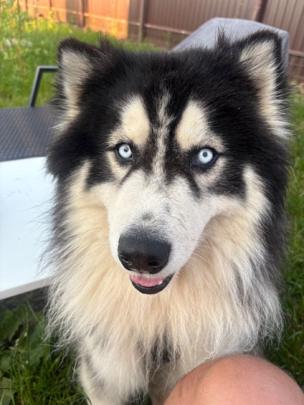 Lost white dog, хаски in Ermolino — identification photo, lost & found pet database Pathfinder