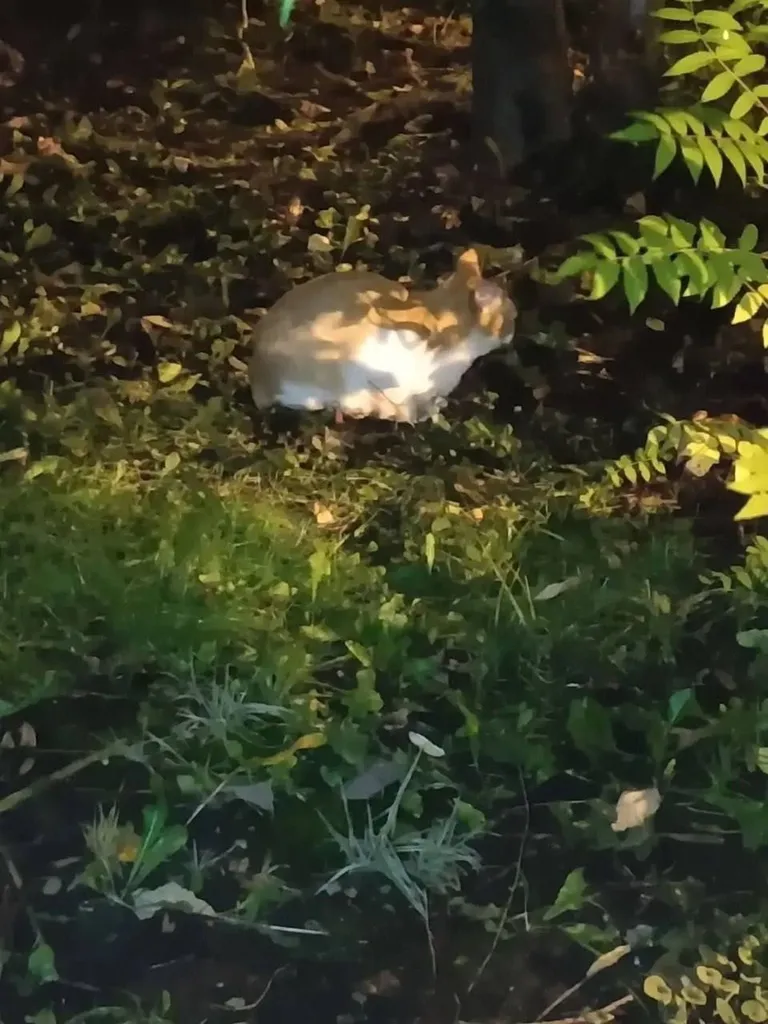 Lost cat in Moscow — identification photo, lost & found pet database Pathfinder