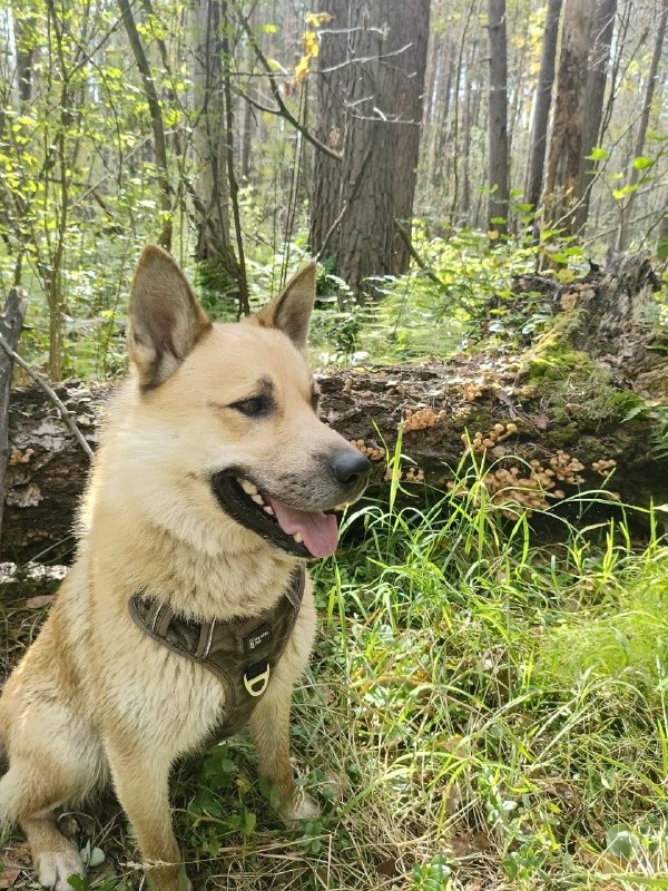 Lost cream dog, дворняжка in Kurganovo — identification photo, lost & found pet database Pathfinder