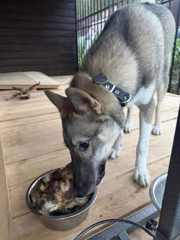 Lost white dog, западно-сибирская лайка in Berezovskiy — identification photo, lost & found pet database Pathfinder