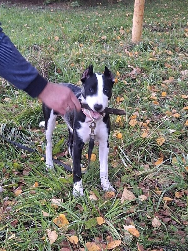 Lost white dog, метис питбуля in Lobnya — identification photo, lost & found pet database Pathfinder