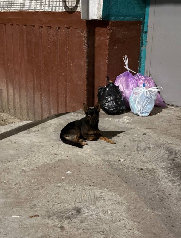 Found dog in Volgograd — identification photo, lost & found pet database Pathfinder