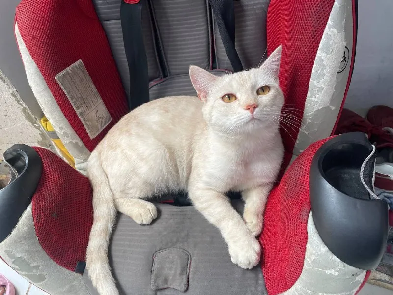 Lost cream cat in Ramenskoe — identification photo, lost & found pet database Pathfinder