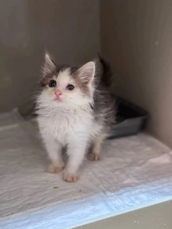 Adoptable white cat in Nizhny Novgorod — identification photo, lost & found pet database Pathfinder