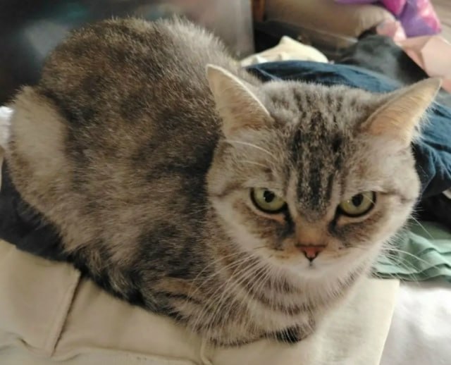 Lost cat in Yekaterinburg — identification photo, lost & found pet database Pathfinder