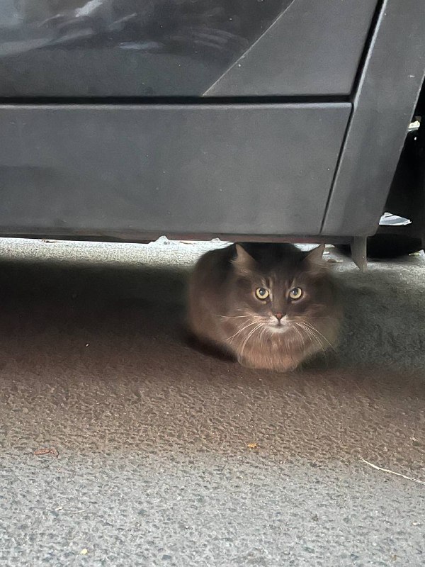 Found cat in Saint Petersburg — identification photo, lost & found pet database Pathfinder