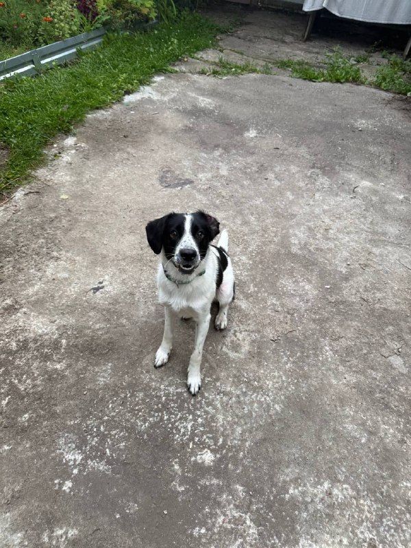 Lost white dog in Konakovo — identification photo, lost & found pet database Pathfinder