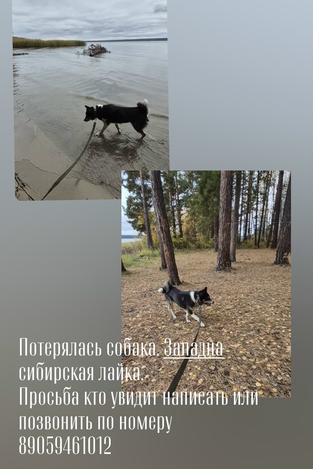 Lost dog, западно-сибирская лайка in Ordynka — identification photo, lost & found pet database Pathfinder