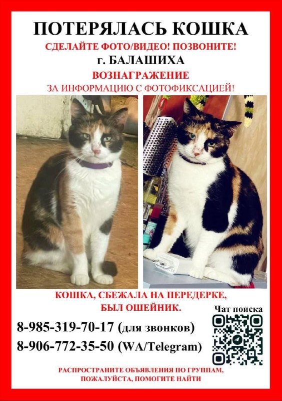 Lost white cat in Balashikha — identification photo, lost & found pet database Pathfinder