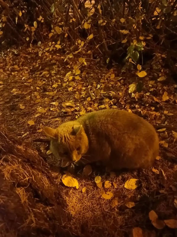 Found cat in Yekaterinburg — identification photo, lost & found pet database Pathfinder
