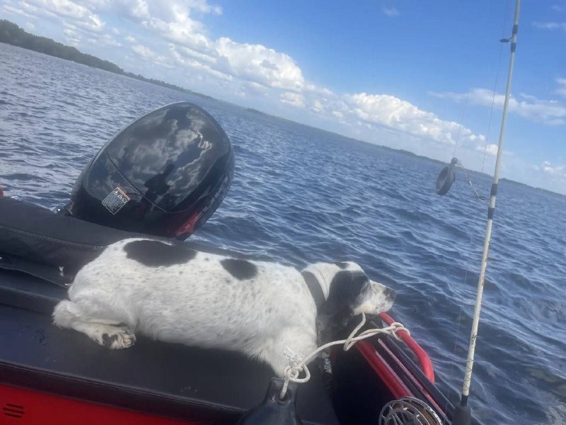Lost white dog, спаниель in Podolsk — identification photo, lost & found pet database Pathfinder