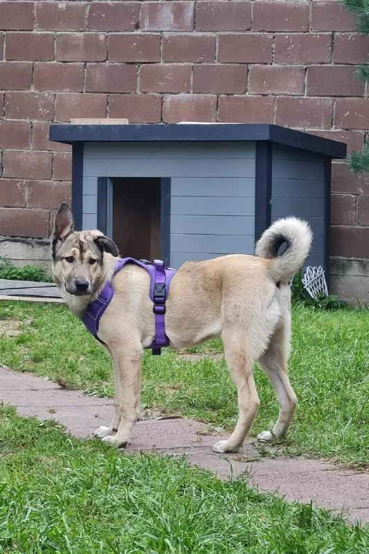 Lost cream dog in Sokolovo — identification photo, lost & found pet database Pathfinder