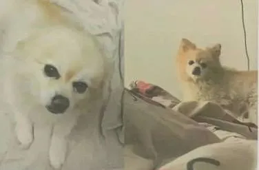 Lost cream dog, помесь шпица и чихуахуа in Mytishchi — identification photo, lost & found pet database Pathfinder