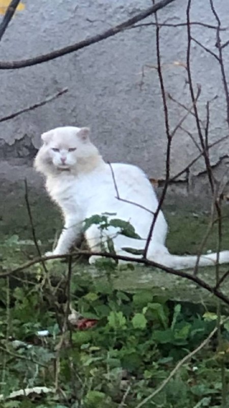 Found cat, вислоухая in Yekaterinburg — identification photo, lost & found pet database Pathfinder