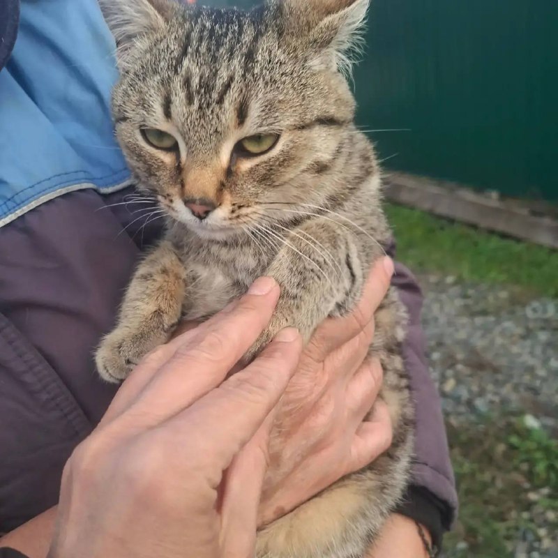 Found brown cat in Yekaterinburg — identification photo, lost & found pet database Pathfinder