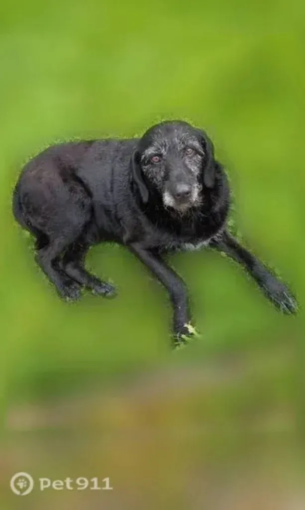 Found dog in Novopetrovskoe — identification photo, lost & found pet database Pathfinder