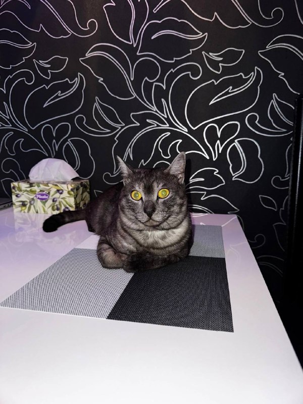 Lost black cat in Yekaterinburg — identification photo, lost & found pet database Pathfinder