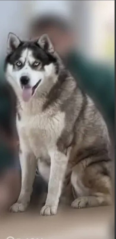 Lost white dog, хаски in Vnukovo — identification photo, lost & found pet database Pathfinder