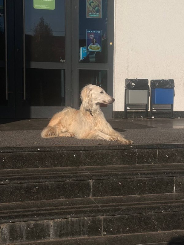 Found cream dog in Troitsk — identification photo, lost & found pet database Pathfinder