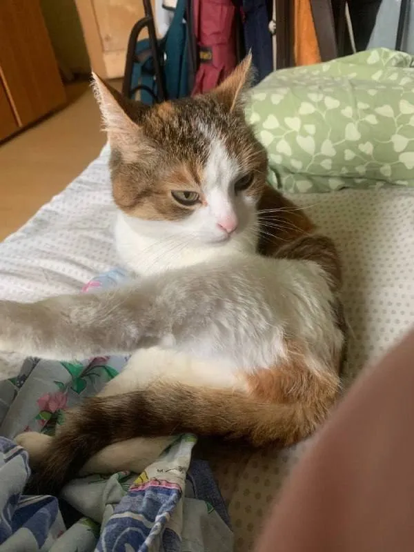 Lost white cat in Serpukhov — identification photo, lost & found pet database Pathfinder