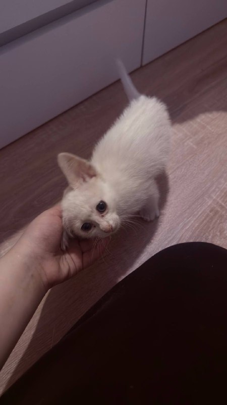 Found white cat in Misaylovo — identification photo, lost & found pet database Pathfinder