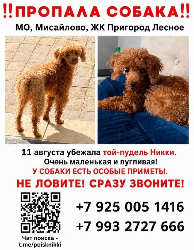 Lost ginger dog, той-пудель in Misaylovo — identification photo, lost & found pet database Pathfinder