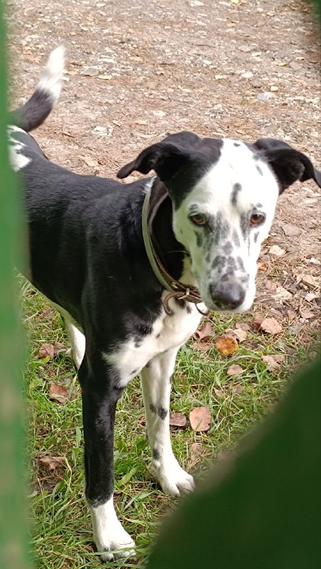 Found white dog, метис далматина in Shalikovo — identification photo, lost & found pet database Pathfinder