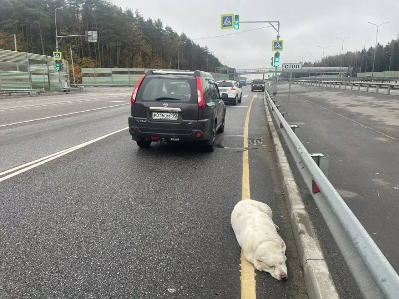 Found white pet in Moscow — identification photo, lost & found pet database Pathfinder