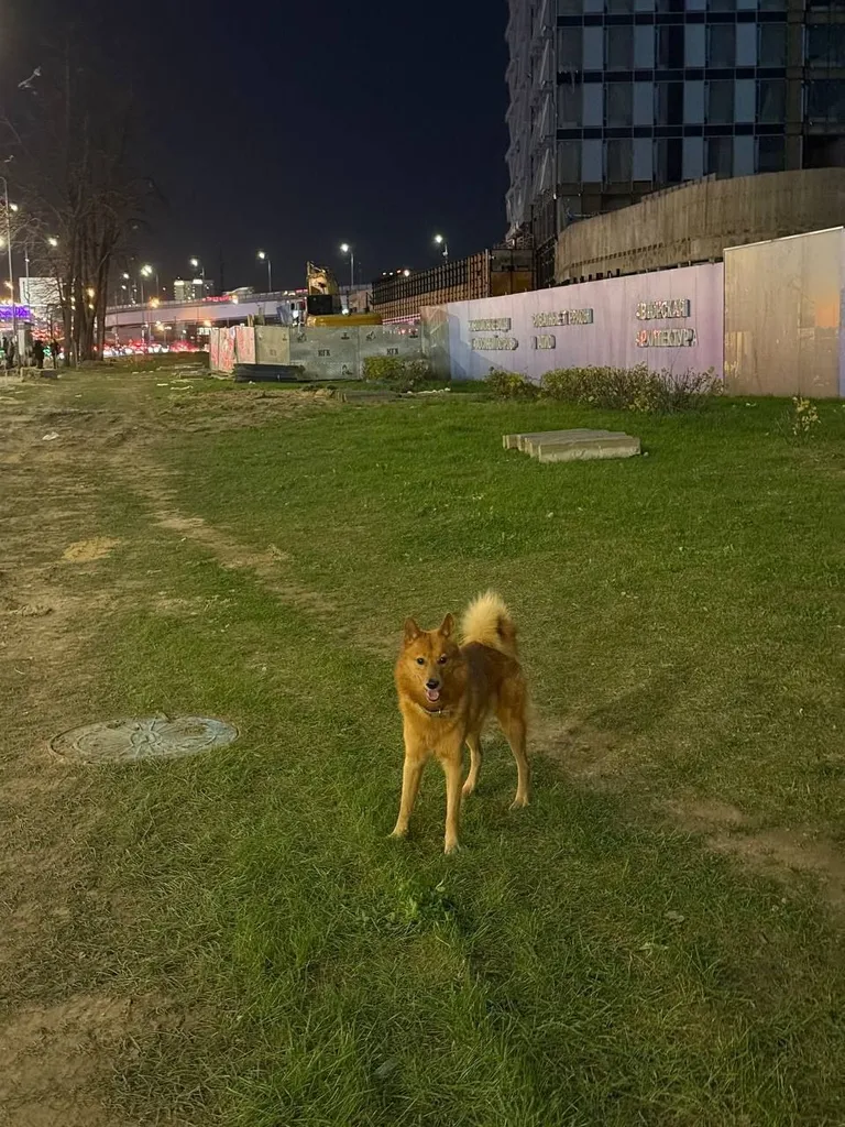Found dog in Moscow — identification photo, lost & found pet database Pathfinder