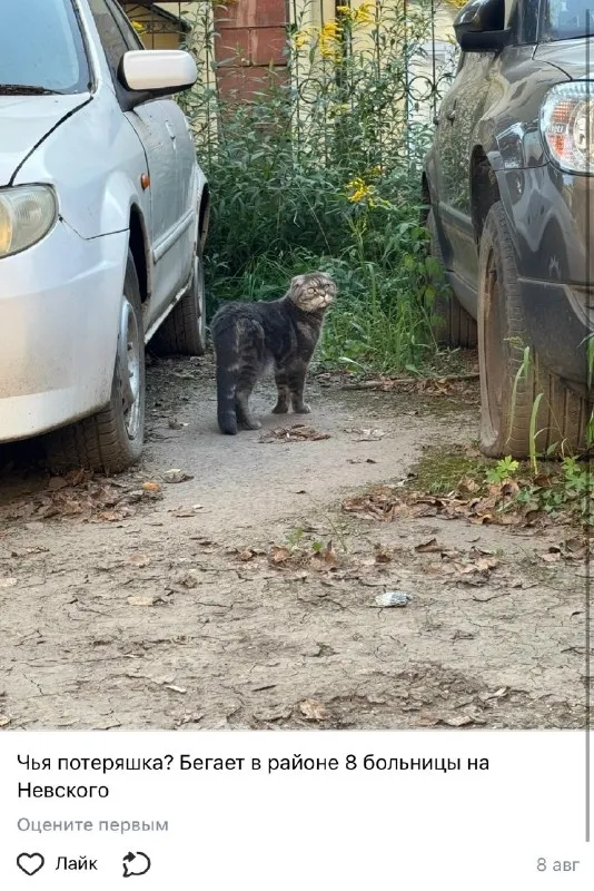 Lost cat in Ufa — identification photo, lost & found pet database Pathfinder