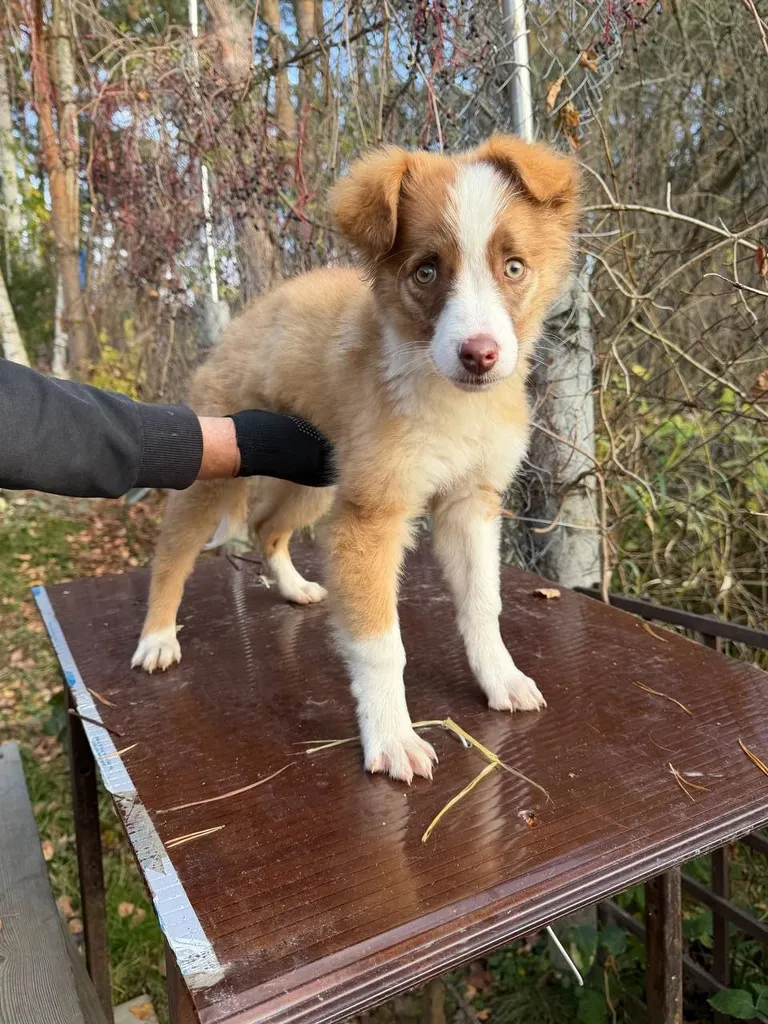 Found dog in Manushkino — identification photo, lost & found pet database Pathfinder
