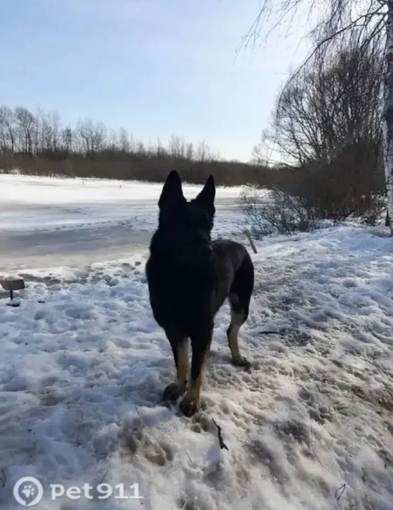 Lost dog, восточно-европейская овчарка in Chastsy — identification photo, lost & found pet database Pathfinder